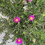 לינה וארוחת בוקר Sol Y Monte
