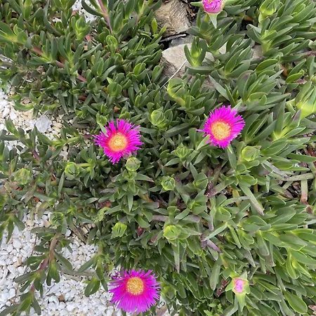 住宿加早餐酒店 索尔蒙特住宿加早餐旅馆