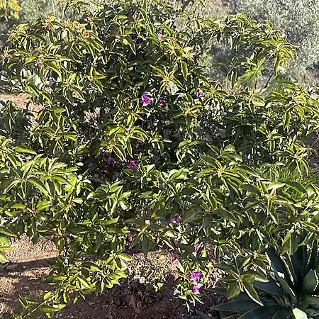 Sol Y Monte Oda ve Kahvaltı 3*